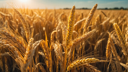 Beautiful meadow with ripe wheat, sky