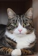 A young tabby and white domestic short hair mixed breed tabby and white make pet cat