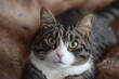 A young male tabby and white cat looking at the camera 