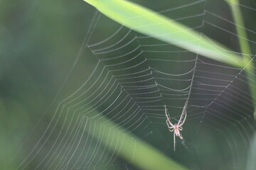 Wall Mural - spider on web
