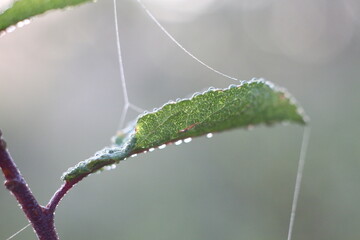 Wall Mural - dew on a leaf