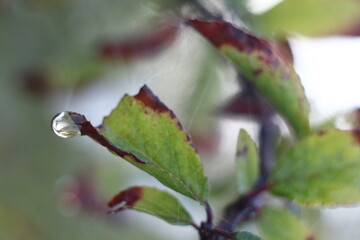 Wall Mural - buds of a tree