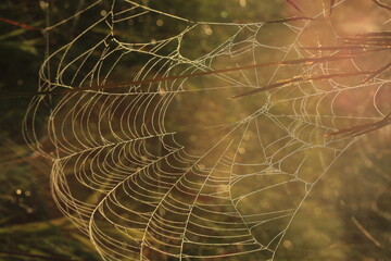 spider web with dew drops
