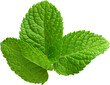 © Layer-Lab - A Fresh and Beautiful Mint Leaf - Ready to use PNG Cutout Premium Isolated Image