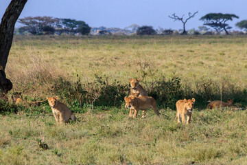 Poster - Pride of lions (Panthera leo) in savannah in Serengeti national park, Tanzania