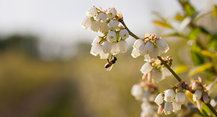 Wall Mural - Blueberry blossom , fruit plantation - vaccinium corymbosum.