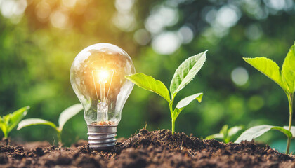 Wall Mural - lightbulb tree with sunlight on soil. concept save world and energy power