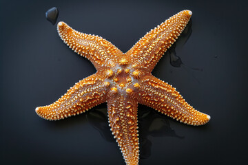 Sticker - beautiful Starfish, with its five arms and textured body.