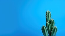 A Green Cactus On A Blue Background With A Blue Sky In The Background Of The Image Is A Single Cactus In The Foreground And A Blue Sky In The Background.