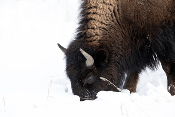 Wall Mural - Bison (Bison bison) feeding in snow covered meadow; Grand Teton NP; Wyoming