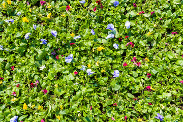 Wall Mural - Background of many blooming viola flowers