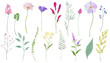 Spring flower and leaf vector illustration set. Simple and flat design  botanical flowers.