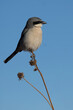Vertical portrait of delicately perched Loggerhead Shrike at Bosque del Apache National Wildlife Refuge in New Mexico, United States