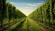 brewing hops farm