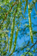 Moringa oleifera tree in bloom with drumstick fruits medicinal plant and for cooking as well