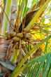 Baby coconut bunch on tree small growing young fruit undeveloped