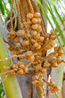 Baby coconut bunch on tree small growing young fruit undeveloped