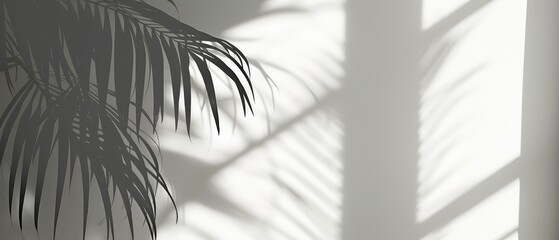 Tropical Palm Leaves Shadows on White Wall