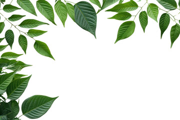 Wall Mural - Green Leaves Border  isolated on transparent and white background.PNG image	