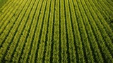 Fototapeta Do pokoju - farm aerial corn field