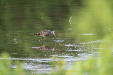 Wall Mural - Hudsonian Godwit Hunting its Meal