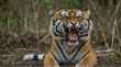 Portrait of female yawns Sumatran Tiger, Panthera tigris Sumatrae.Generative AI
