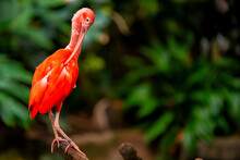 Scarlet Ibis Preening Its Feathers