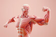 © Formoney - human muscular system, with muscles contracting and relaxing