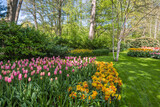 Fototapeta Tulipany - Spring tulip bulb field in garden at Lisse near Amsterdam Holland Netherlands