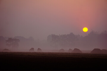 The villages of Bangladesh are covered in fog on winter mornings. The sun is coming up.