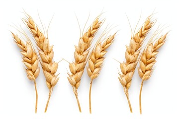 Poster - Clipped ears of triple oats on a white background for package design