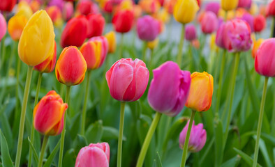 Wall Mural - Macro of flowering tulip. Tulip flower. Natural flower plant. Flora nature. Bright blooming flower in nature. Tulip field background. Flower of tulip. Flowering nature closeup. Botanical beauty