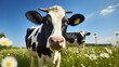 livestock dairy cow isolated