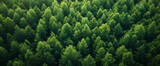 Fototapeta Las - Aerial View of a Dense Forest Canopy, Showcasing a Lush Array of Green Treetops Stretching into the Horizon with Intricate Natural Patterns