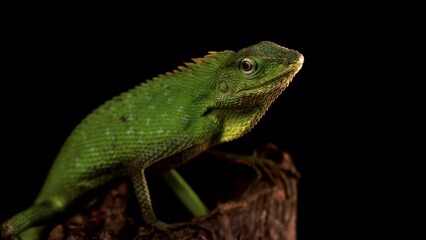 Wall Mural - closeup head of green lizard on branch, green lizard closeup head, footage jubata lizard on branch