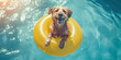 Happy dog swimming with swimming ring in the pool