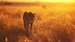 A cheetah is walking through the grass at sunset