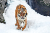 Fototapeta Sypialnia - Tiger in the winter mountain.  Wild predators in natural environment