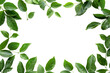 © uv_group - Plant Frame of green branches with little leaves isolated on white background, copy space