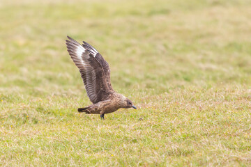 Wall Mural - great skua (stercorarius skua) landing in grassland