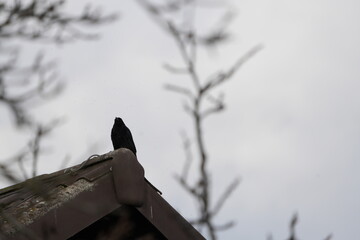 Wall Mural - close up of a bird perched on top of a barn