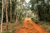 Fototapeta  - A dirt hiking trail in Arabuko Sokoke Forest in Malindi, Kenya