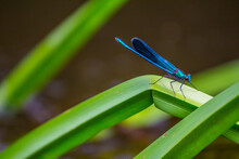 A Broad-winged Damselflies, Female (Calopteryx Splendens, Calopterygidae) Sits On A Branch Among The Thickets Of The Pond. Eastern Baltic