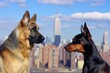 german shepherd and a doberman with cityscape behind