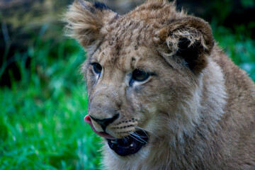 Wall Mural - closeup shot of a lion cub licking its lips