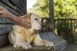 elderly hand caressing an aging labrador on a porch