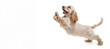 English cocker spaniel young dog is posing. Banner. Cute playful doggy or pet is playing isolated on white background. Concept of motion, action, movement.