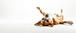 young dog is posing. Banner. Cute playful doggy or pet is playing isolated on white background. Concept of motion, action, movement. place for text.