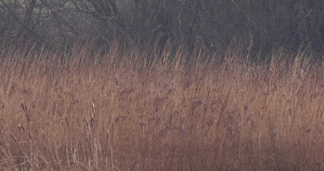 Wall Mural - Marsh harrier (Circus aeruginosus)  landing