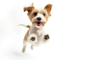 young dog is posing. Banner. Cute playful doggy or pet is playing isolated on white background. Concept of motion, action, movement. place for text.